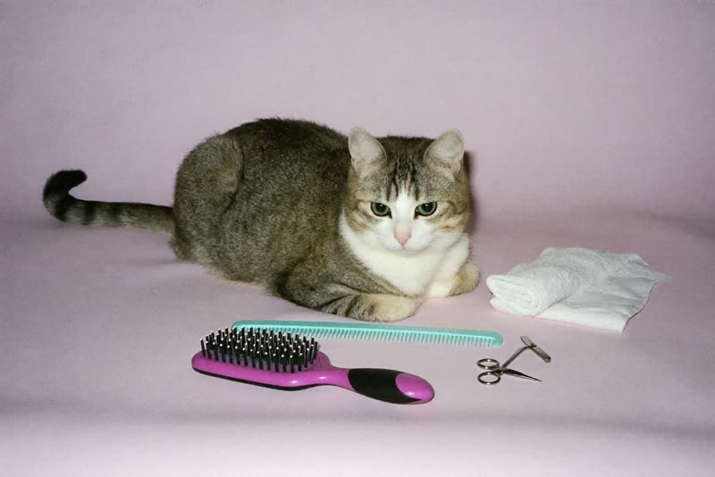 Cat grooming tools laid out on a plain surface