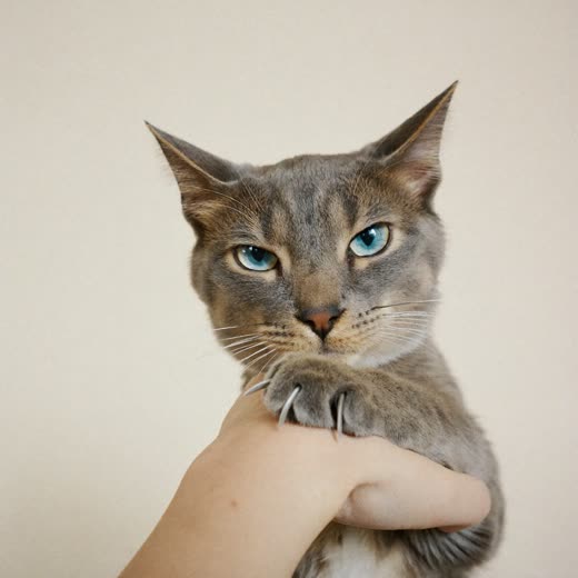A cat's paw held for a nail trim
