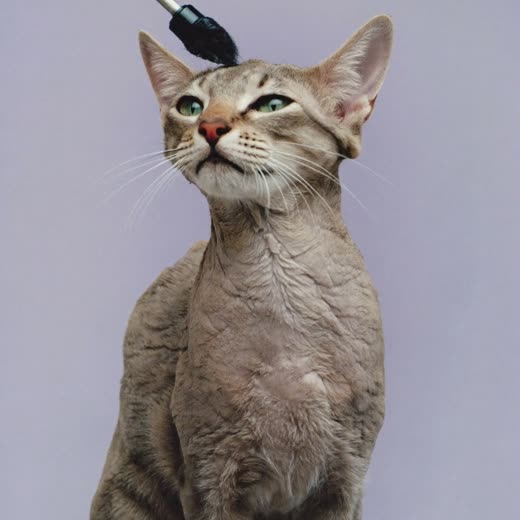 A freshly groomed cat with a clean fluffed coat